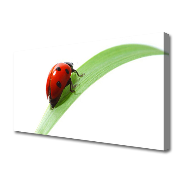 Canvas doek foto Ladybug leaf nature