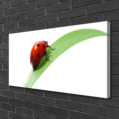 Canvas doek foto Ladybug leaf nature