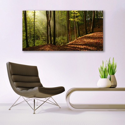 Canvas doek foto Bosbomen nature