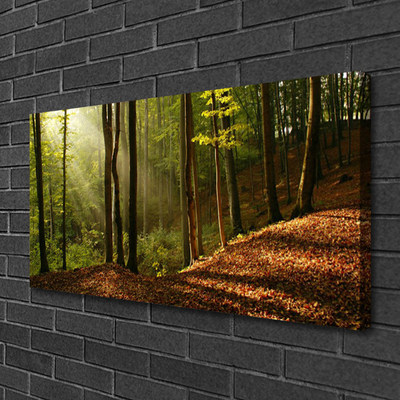 Canvas doek foto Bosbomen nature