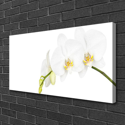 Canvas doek foto Bloemen plant nature