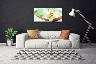 Canvas doek foto Natuur bloem plant