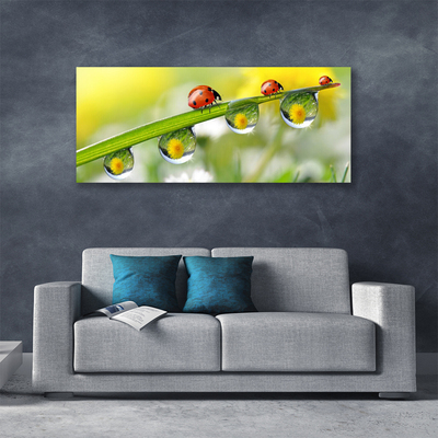 Canvas doek foto Leaf lieveheersbeestjes nature