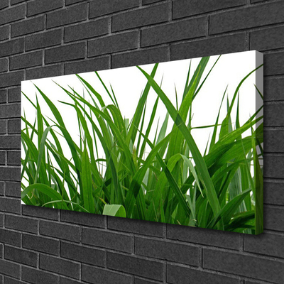 Canvas doek foto Grass nature plant