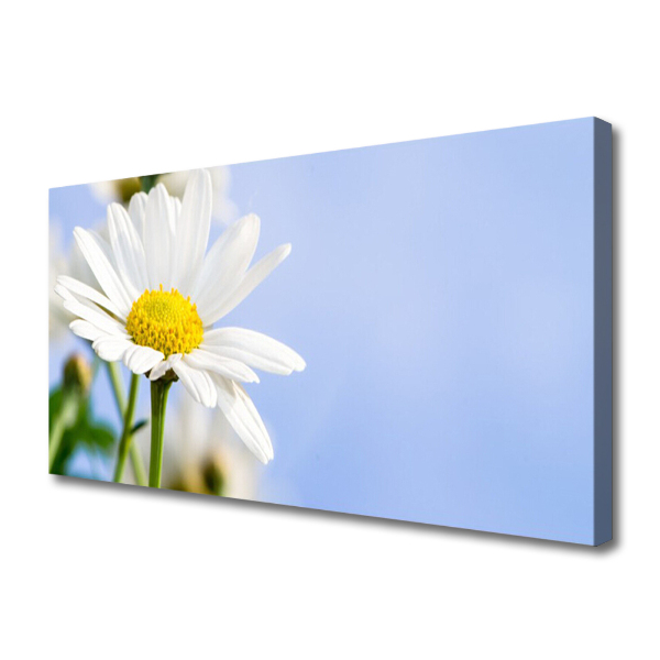 Canvas doek foto Daisy plant nature