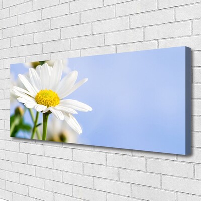 Canvas doek foto Daisy plant nature