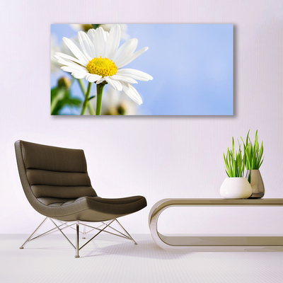 Canvas doek foto Daisy plant nature