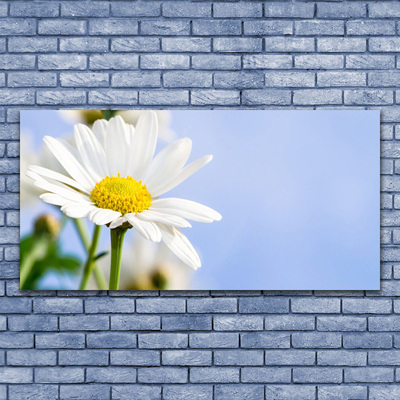 Canvas doek foto Daisy plant nature