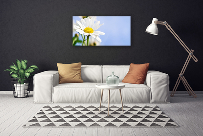 Canvas doek foto Daisy plant nature