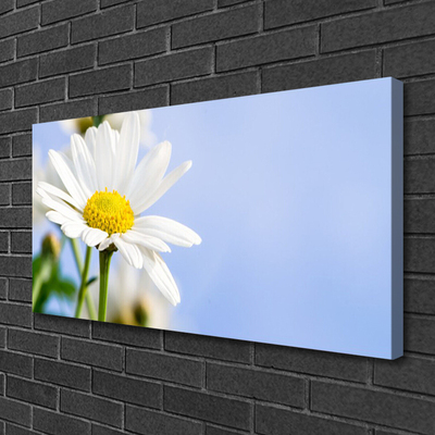 Canvas doek foto Daisy plant nature