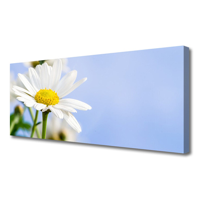 Canvas doek foto Daisy plant nature