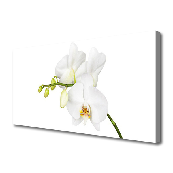 Canvas doek foto Orchideebloemen nature