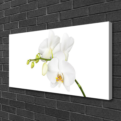 Canvas doek foto Orchideebloemen nature