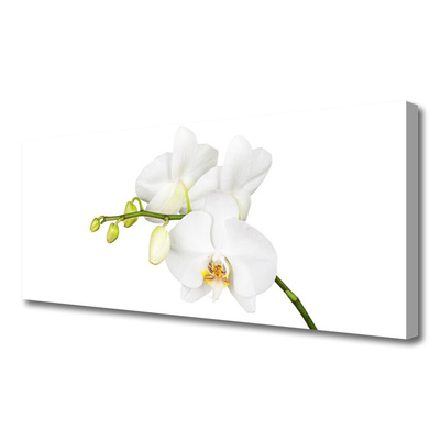 Canvas doek foto Orchideebloemen nature