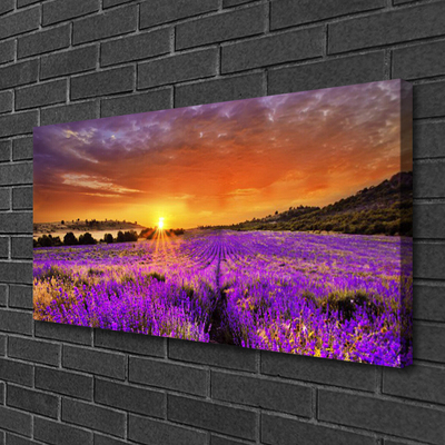 Canvas doek foto Sunset gebied van de lavendel
