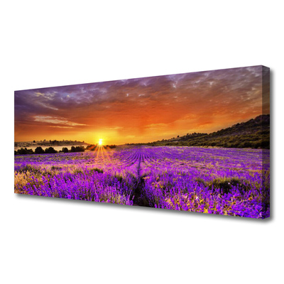 Canvas doek foto Sunset gebied van de lavendel