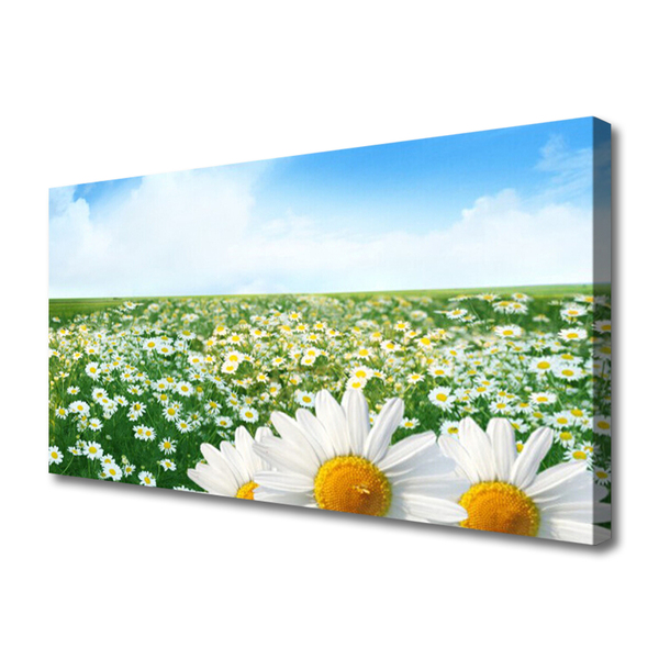 Canvas doek foto Daisy meadow flowers field