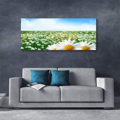 Canvas doek foto Daisy meadow flowers field