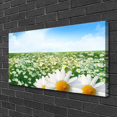 Canvas doek foto Daisy meadow flowers field