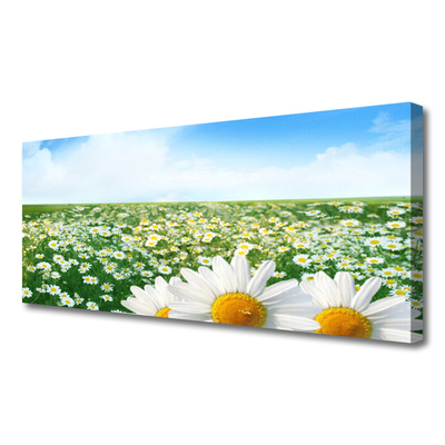 Canvas doek foto Daisy meadow flowers field