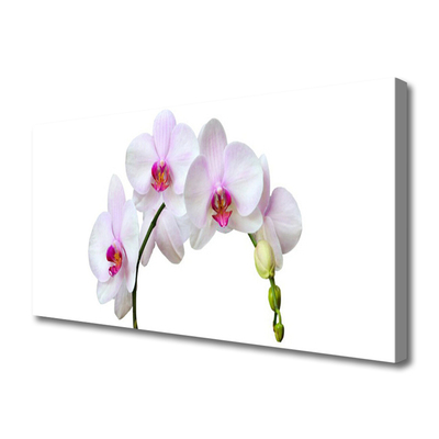 Canvas doek foto Orchidee orchidee bloemen