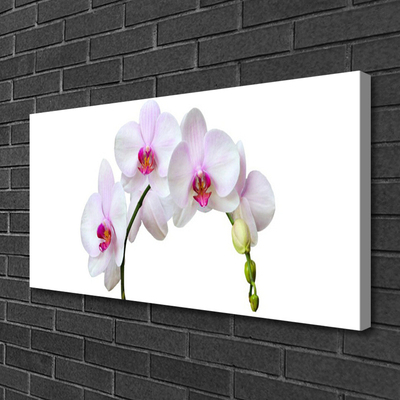 Canvas doek foto Orchidee orchidee bloemen