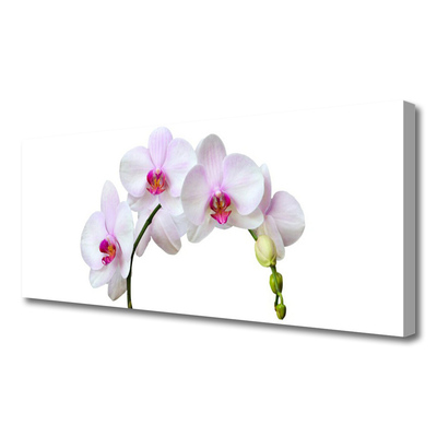 Canvas doek foto Orchidee orchidee bloemen