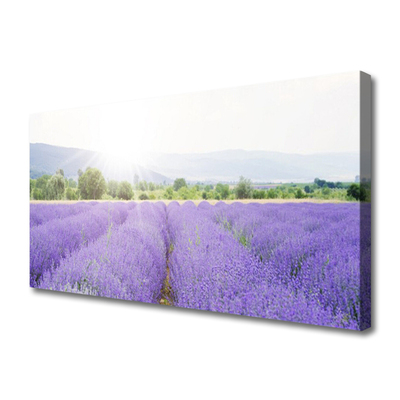 Canvas doek foto Gebied van de lavendel weide natuur