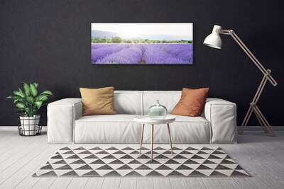 Canvas doek foto Gebied van de lavendel weide natuur