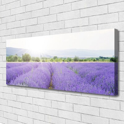 Canvas doek foto Gebied van de lavendel weide natuur