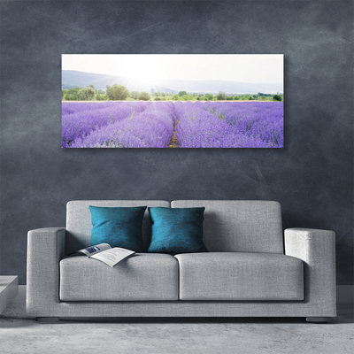 Canvas doek foto Gebied van de lavendel weide natuur