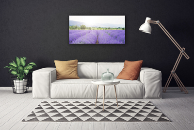 Canvas doek foto Gebied van de lavendel weide natuur