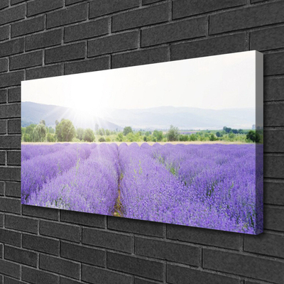 Canvas doek foto Gebied van de lavendel weide natuur