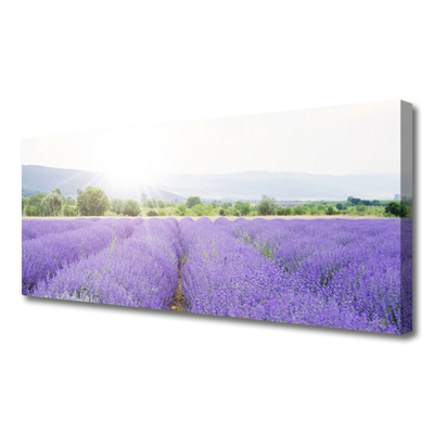 Canvas doek foto Gebied van de lavendel weide natuur