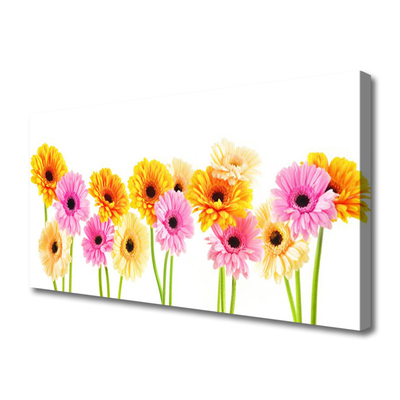 Canvas doek foto Kleurrijke bloemen daisy