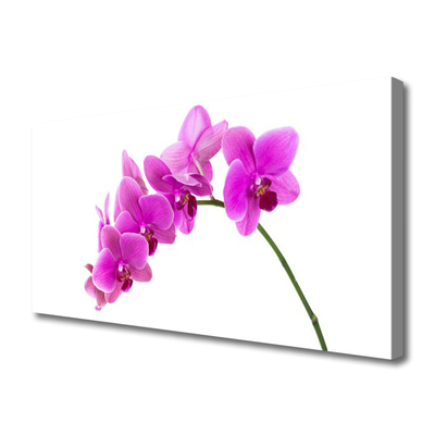 Canvas doek foto Orchidee bloem orchidee