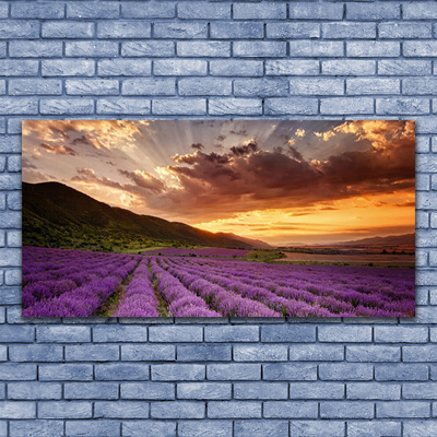 Canvas doek foto Field of lavender sunset