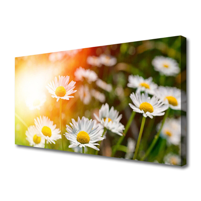 Canvas doek foto Daisies flowers rays