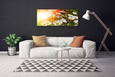 Canvas doek foto Daisies flowers rays