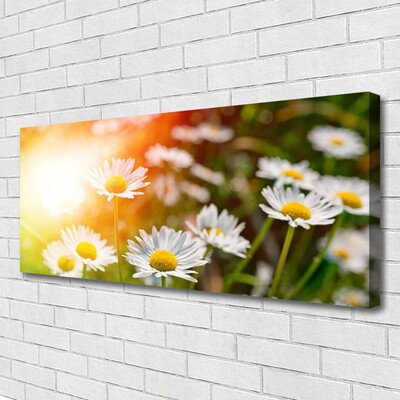 Canvas doek foto Daisies flowers rays