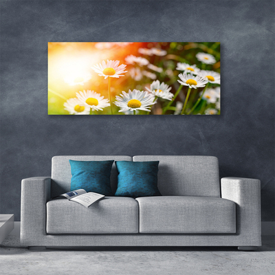 Canvas doek foto Daisies flowers rays