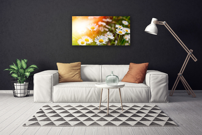 Canvas doek foto Daisies flowers rays