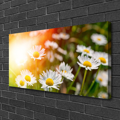 Canvas doek foto Daisies flowers rays