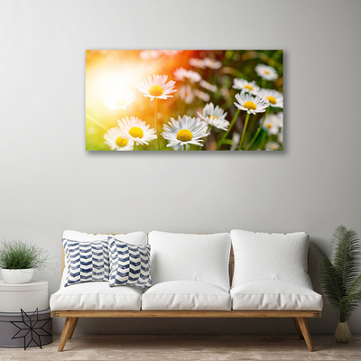 Canvas doek foto Daisies flowers rays