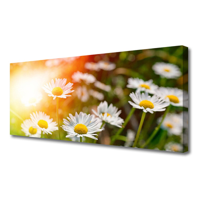 Canvas doek foto Daisies flowers rays