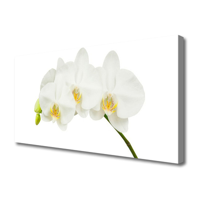 Canvas doek foto Shoots orchideebloemen nature