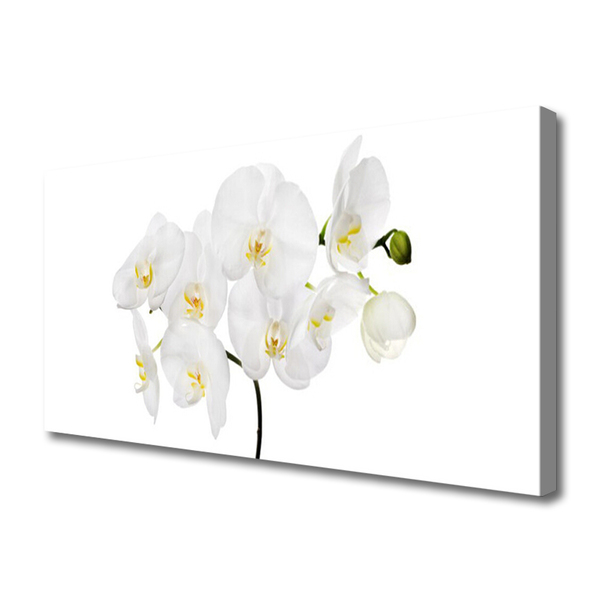 Foto op canvas Witte bloemen van de orchidee