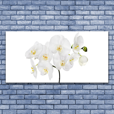 Foto op canvas Witte bloemen van de orchidee