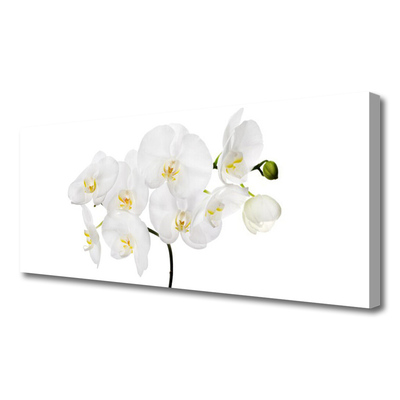 Foto op canvas Witte bloemen van de orchidee