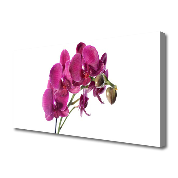 Foto op canvas Orchideebloemen nature